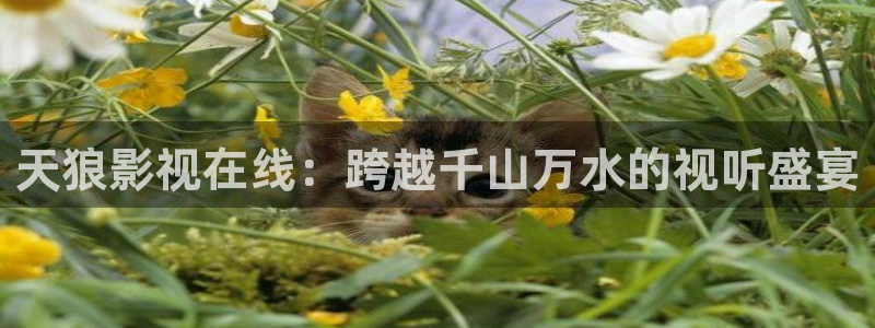 星空高清在线观看免费
